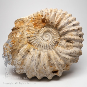 Fossil Ammonites from around the world.