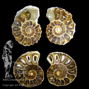 Fossils for jewelry