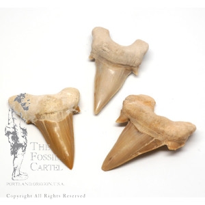 Fossil Shark Teeth in Portland Oregon