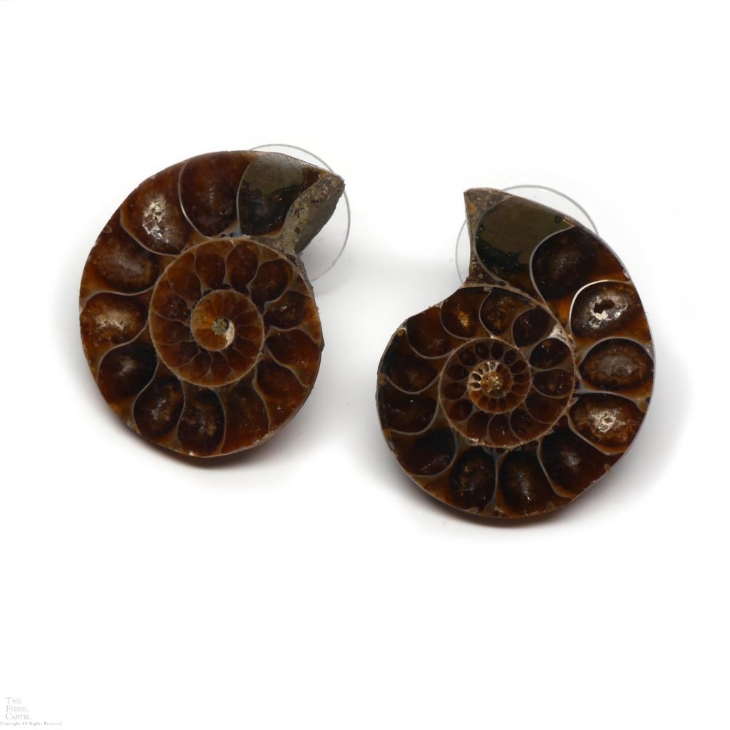 Fossilized Ammonite Stud Earrings