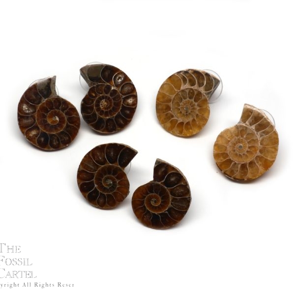Ammonite Fossil Stud Earrings