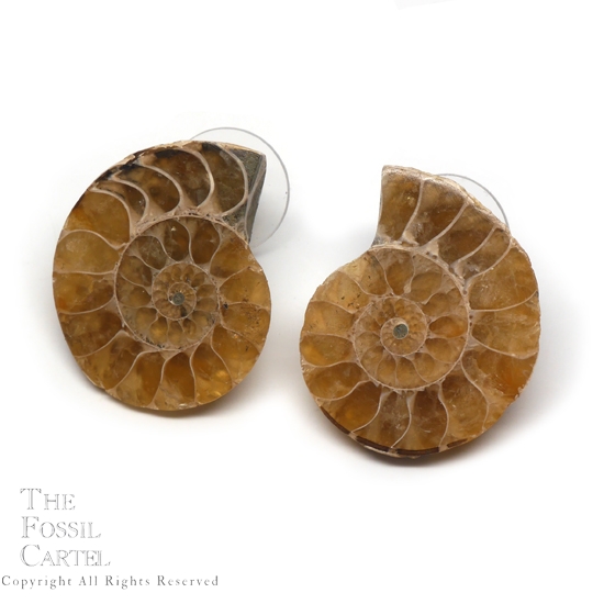 Fossilized Ammonite Stud Earrings