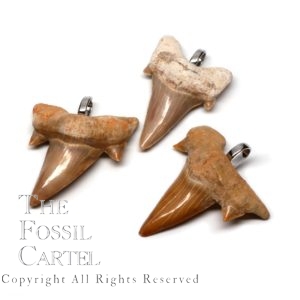 Shark Tooth Lamna Fossil Pendant
