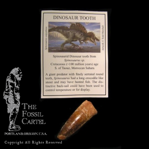 Fossilized teeth in portland oregon