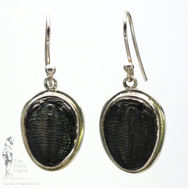Trilobite Fossil Sterling Silver Earrings
