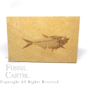 Fish Fossil, Diplomystus