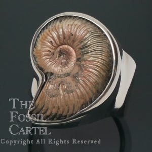 Ammonite Fossil Sterling Silver Ring; size 9