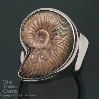 Ammonite Fossil Sterling Silver Ring; size 9