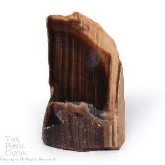 Petrified Wood Stand-Up from Oregon