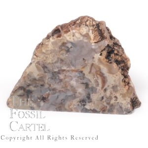 Dinosaur Coprolite Fossil