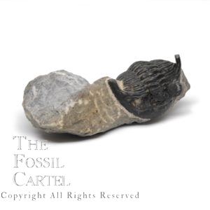 Moroccan Metacanthus Trilobite Fossil
