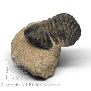 Moroccan Phacops Rana Trilobite Fossil