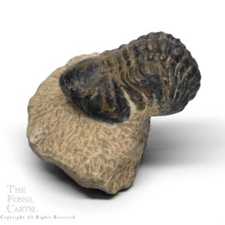 Moroccan Phacops Rana Trilobite Fossil