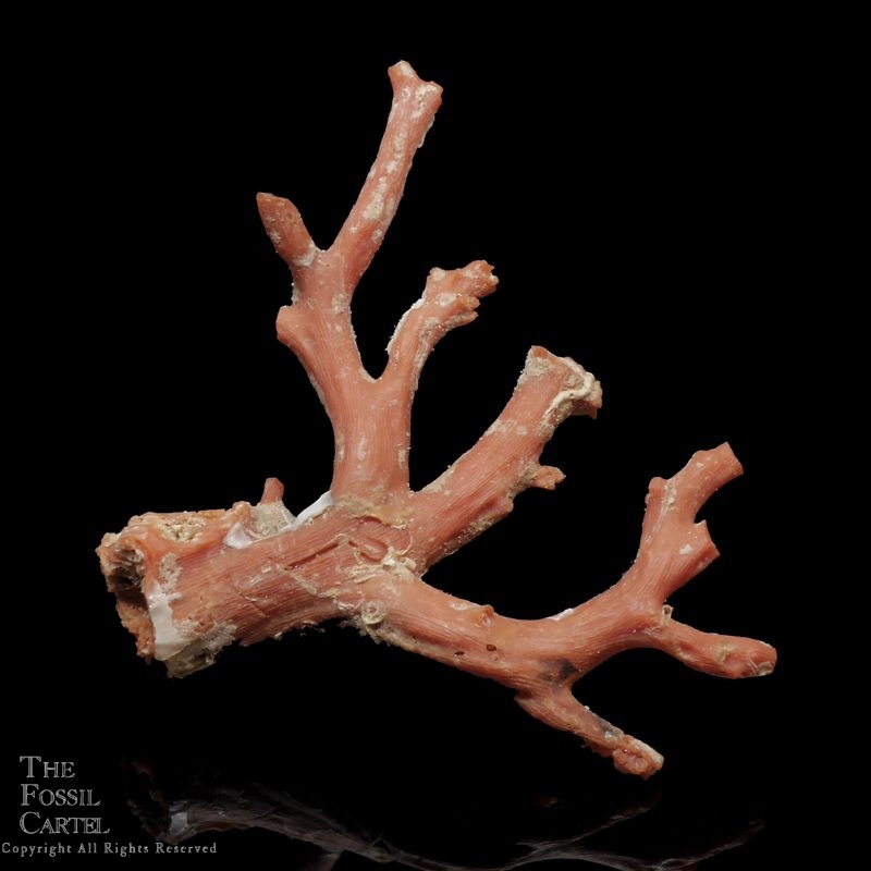 Natural Red Coral Branch - The Fossil Cartel