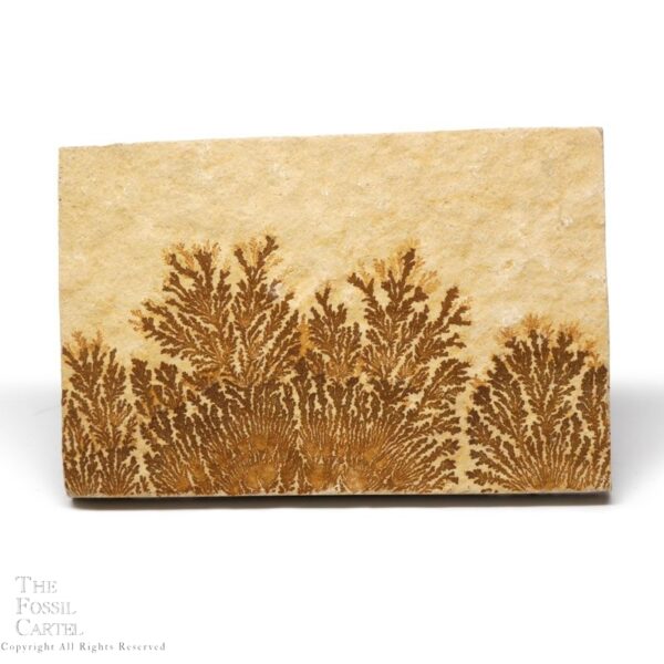 Dendrites