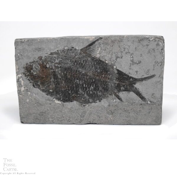 Fossil Fish from China