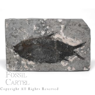 Fossil Fish from China