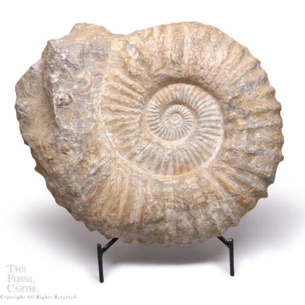 Large Agadir Ammonite