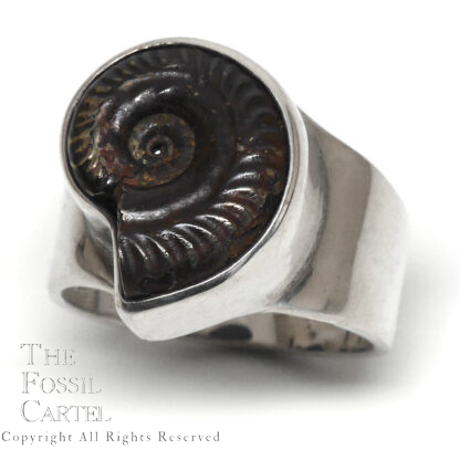 Ammonite Fossil Sterling Silver Ring; Size 10