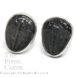 Trilobite Sterling Silver Stud Earrings