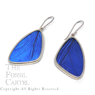 Blue Morpho Butterfly Wing Sterling Silver Earrings