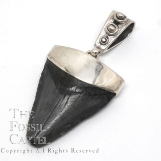 Megalodon Fossil Shark Tooth Sterling Silver Pendant