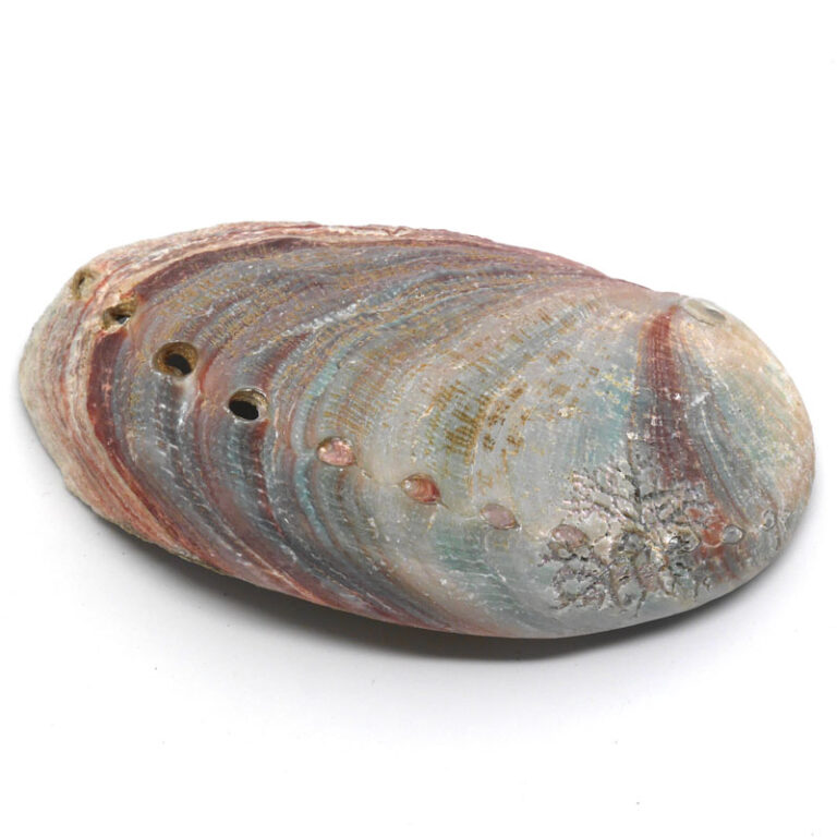 Abalone Shell The Fossil Cartel