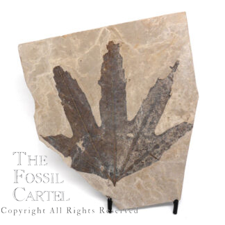 Leaf Fossil, Sycamore, Utah