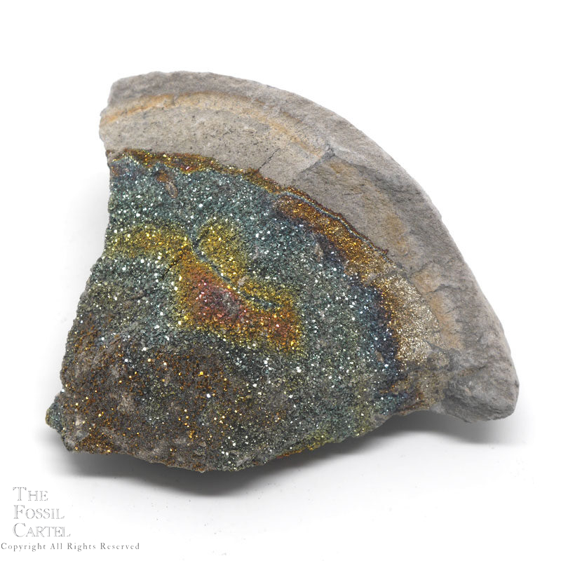 50 \u0445 35 mm ammonite with silver pyrite geode rainbow pyrite, marcasite,spectropyrite designer cabochon30
