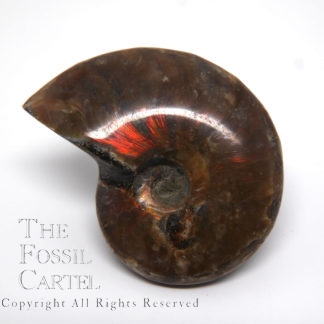 Iridescent Ammonite Fossil