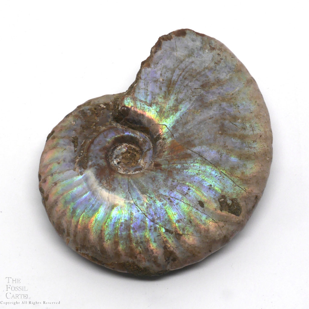 Fossil Iridescent Ammonite Madagascar Cretaceous FSE970 ✔100% Genuine 