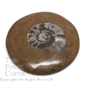 Fossil Ammonites Cut Morocco 30mm 55mm Half Jurassic Ammonites 