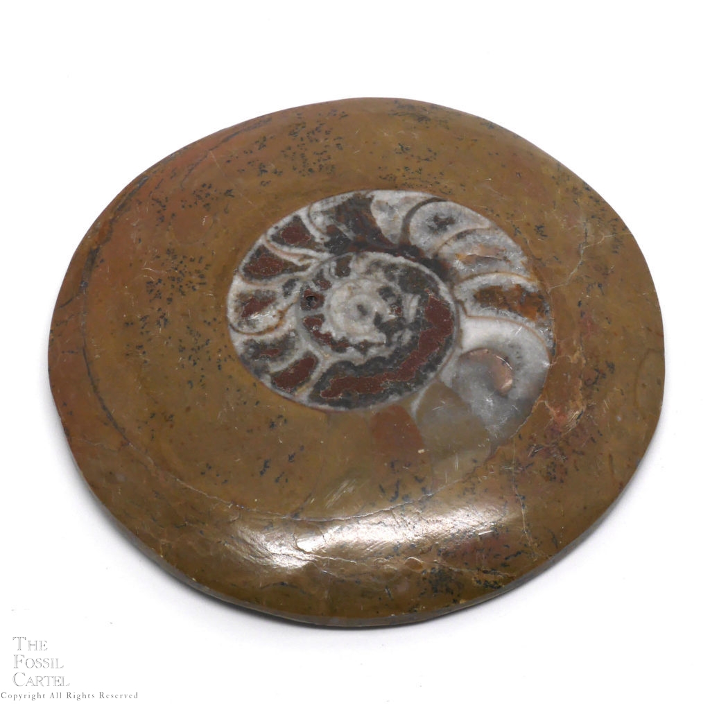 70-80 mm Muttergestein Ammonit Fossil poliert in Matrix braun aus Marokko ca 