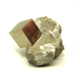 A natural cubic pyrite crystal in a tan matrix with a metallic luster photographed against a white background