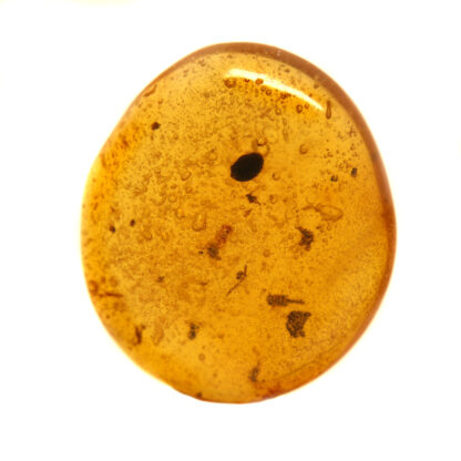 A polished oval shaped piece of golden amber with small insect against a white background
