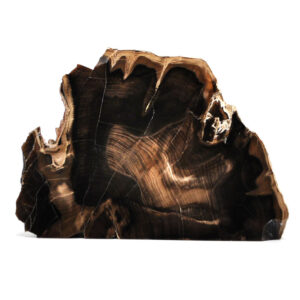 A self standing petrified wood slab that has been polished on one side against a white background