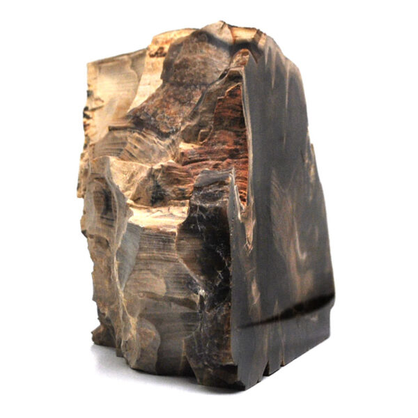 A self standing petrified wood slab that has been polished on one side against a white background