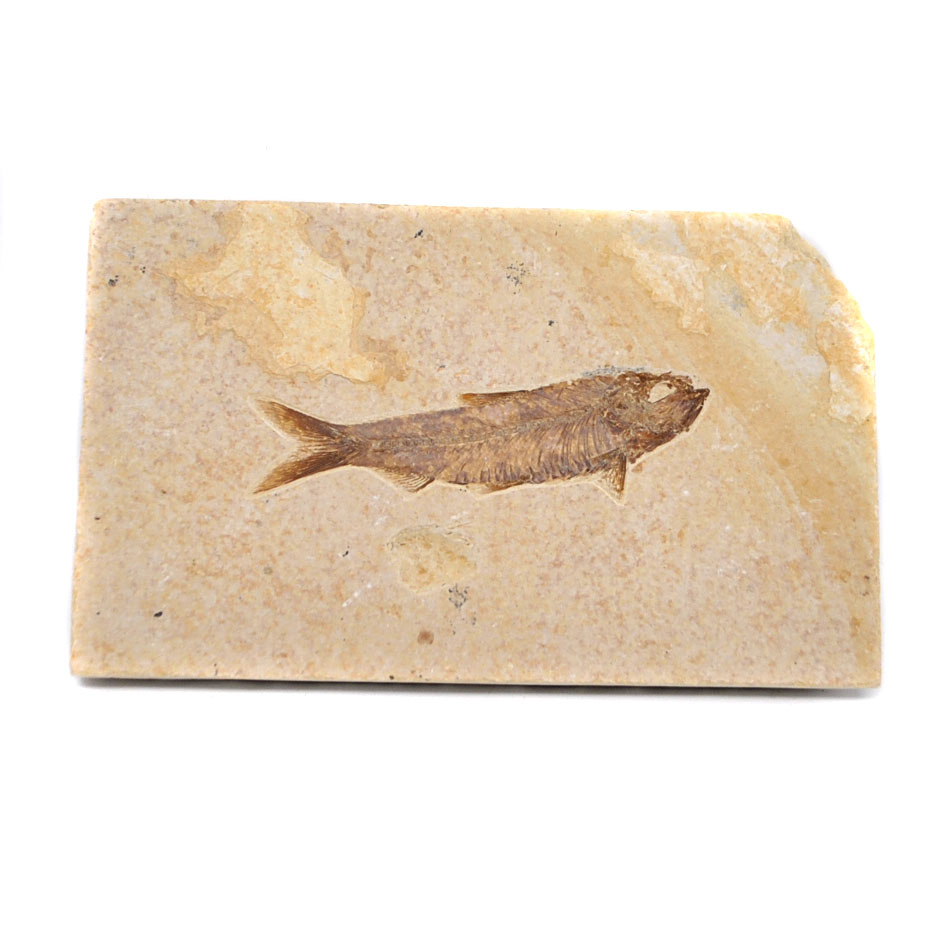 Fish Fossil, Diplomystus - The Fossil Cartel