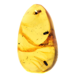 A polished oval shaped piece of golden amber with small insect against a white background