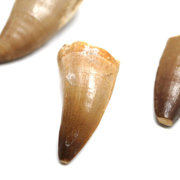 Mosasaur fossil teeth against a white background