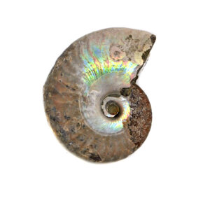 An iridescent ammonite fossil against a white background