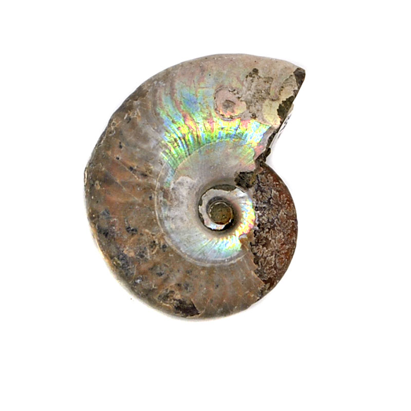 Case Iridescent Ammonite Fossil Great Kids Gift Arts Crafts B 