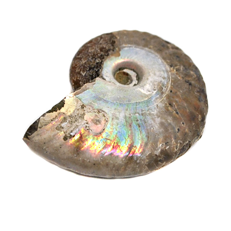 Case B Iridescent Ammonite Fossil Great Kids Gift Arts Crafts 