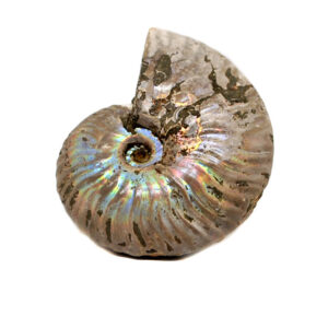 An iridescent ammonite fossil against a white background