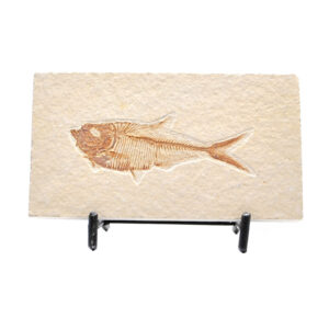 A nicely preserved wyoming fish fossil in a sandstone matrix against a white background