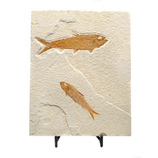 A nicely preserved wyoming fish fossil in a sandstone matrix against a white background