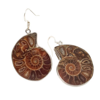 A set of cut ammonite fossil earings set against a white backround