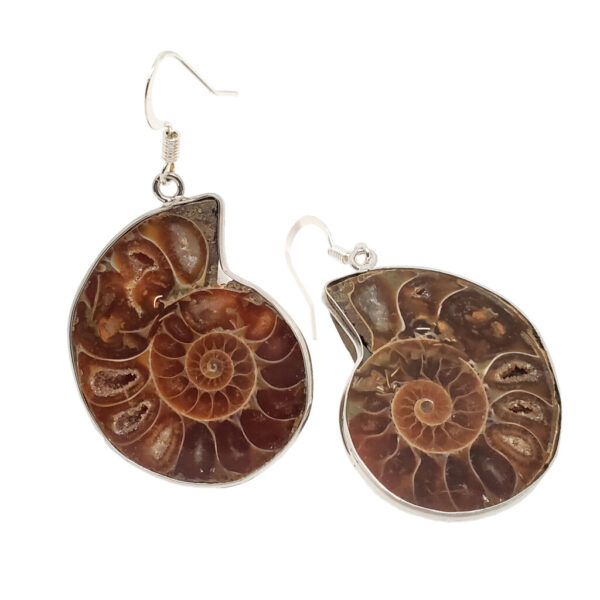 A set of cut ammonite fossil earings set against a white backround