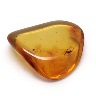 Amber with Insect photographed against a white background