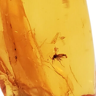 Amber with Insect photographed close up against a white backround